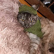 Grey participe au concours pour gagner de l'argent avec cette photo : animal, cat, cozy, cute, domestic, feline, fur, home, indoor, knitted_hat, knitted_scarf, mammal, pet, portrait, relaxed, resting, rug, soft_texture, whiskers, yellow_eyes