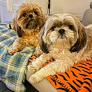 Sundy participe au concours pour gagner de l'argent avec cette photo : dog, two_dogs, fluffy, pet, indoor, blanket, plaid, orange_blanket, tiger_pattern, couch, resting, fur, cute, animal, companion, domestic, eyes, portrait, relaxed, cozy