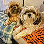 dog, two_dogs, fluffy, pet, indoor, blanket, plaid, orange_blanket, tiger_pattern, couch, resting, fur, cute, animal, companion, domestic, eyes, portrait, relaxed, cozy