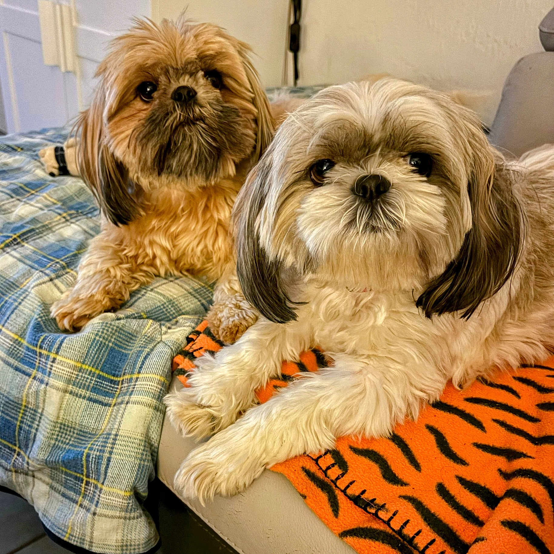 Sundy participe au concours pour gagner de l'argent avec cette photo : animal, blanket, companion, couch, cozy, cute, dog, domestic, eyes, fluffy, fur, indoor, orange_blanket, pet, plaid, portrait, relaxed, resting, tiger_pattern, two_dogs