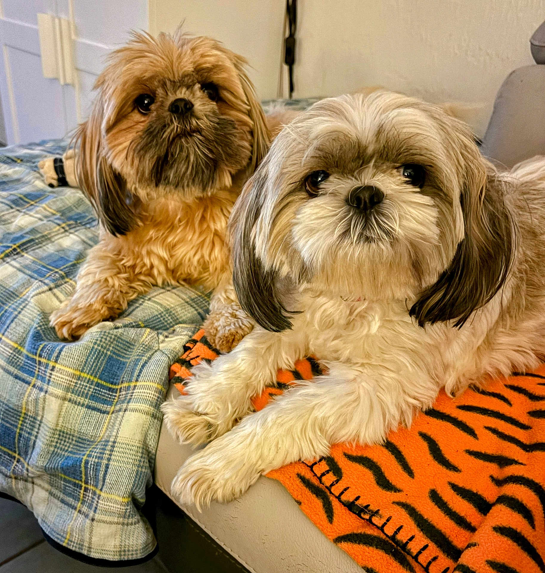 Sundy participe au concours pour gagner de l'argent avec cette photo : dog, two_dogs, fluffy, pet, indoor, blanket, plaid, orange_blanket, tiger_pattern, couch, resting, fur, cute, animal, companion, domestic, eyes, portrait, relaxed, cozy