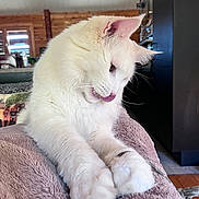 Rasta Bost participe au concours pour gagner de l'argent avec cette photo : cat, white_cat, fluffy, pet, animal, indoor, blanket, soft, relaxed, cute, tongue_out, feline, cozy, fur, paws, close_up, resting, home, wooden_wall, couch