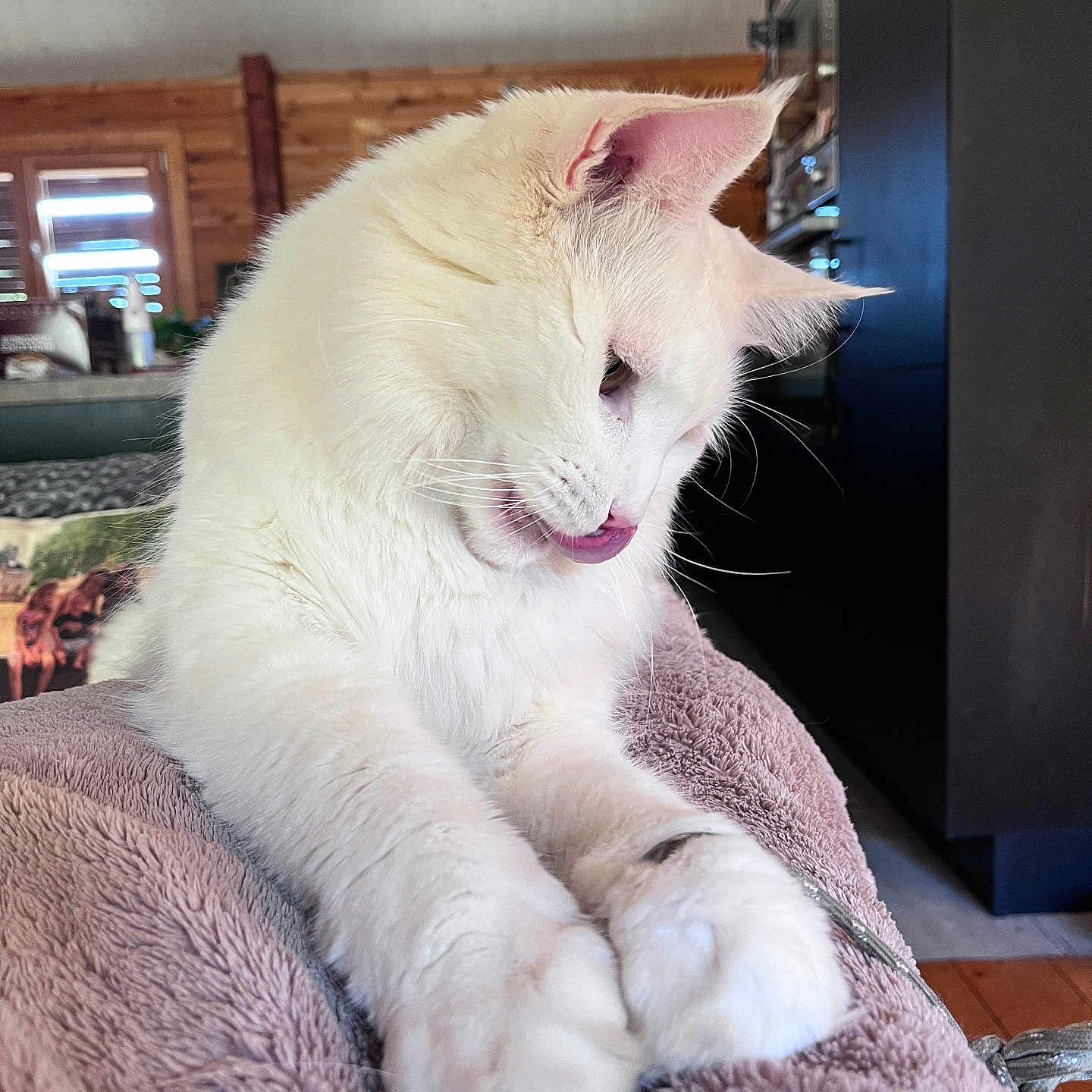 Rasta Bost participe au concours pour gagner de l'argent avec cette photo : cat, white_cat, fluffy, pet, animal, indoor, blanket, soft, relaxed, cute, tongue_out, feline, cozy, fur, paws, close_up, resting, home, wooden_wall, couch