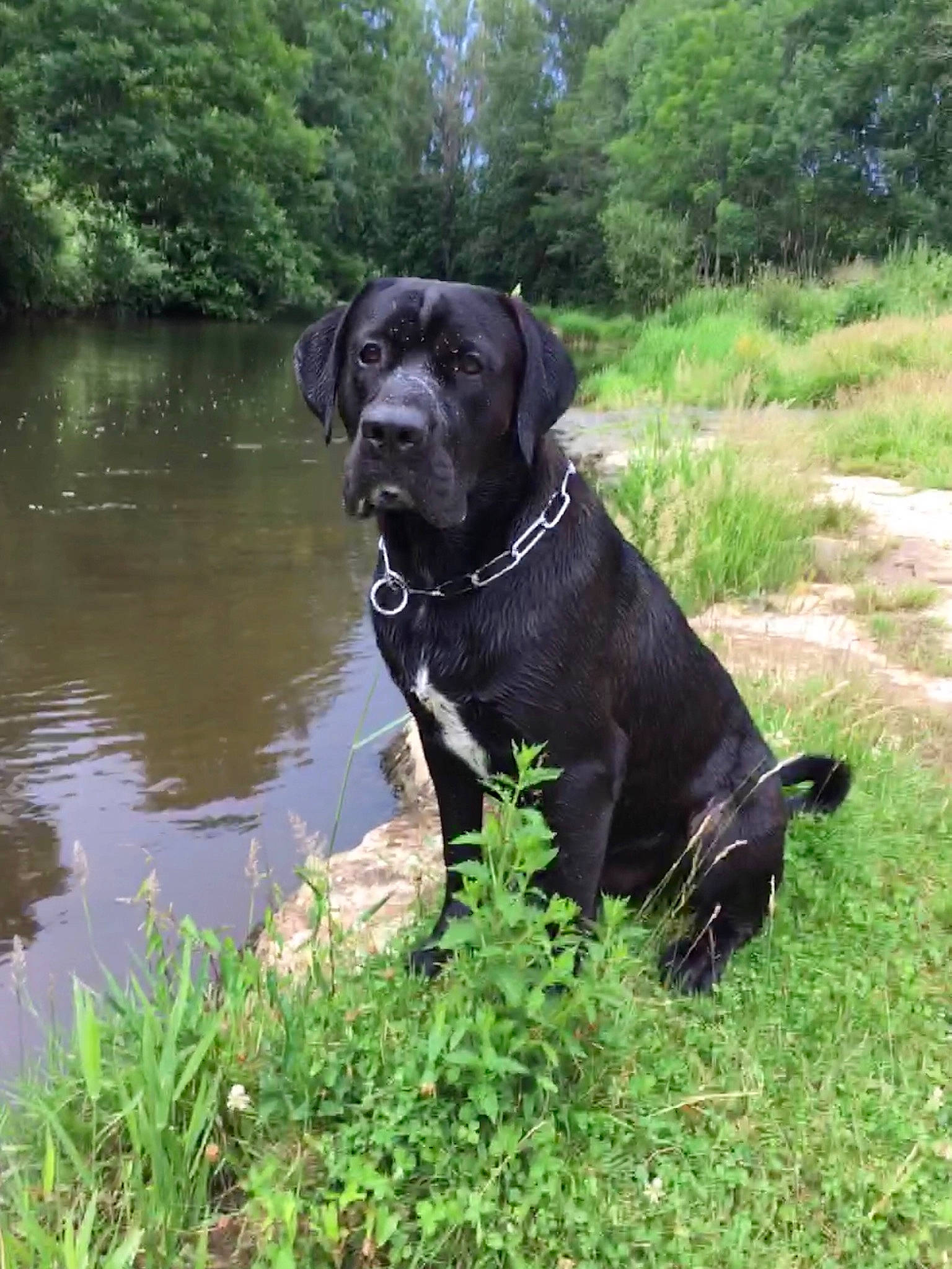Rocket participe au concours pour gagner de l'argent avec cette photo : borador, canidae, carnivore, collar, companion_dog, dog, dog_breed, dog_collar, fawn, grass, gun_dog, lake, pet_supply, plant, snout, sporting_group, tail, tree, water, working_animal