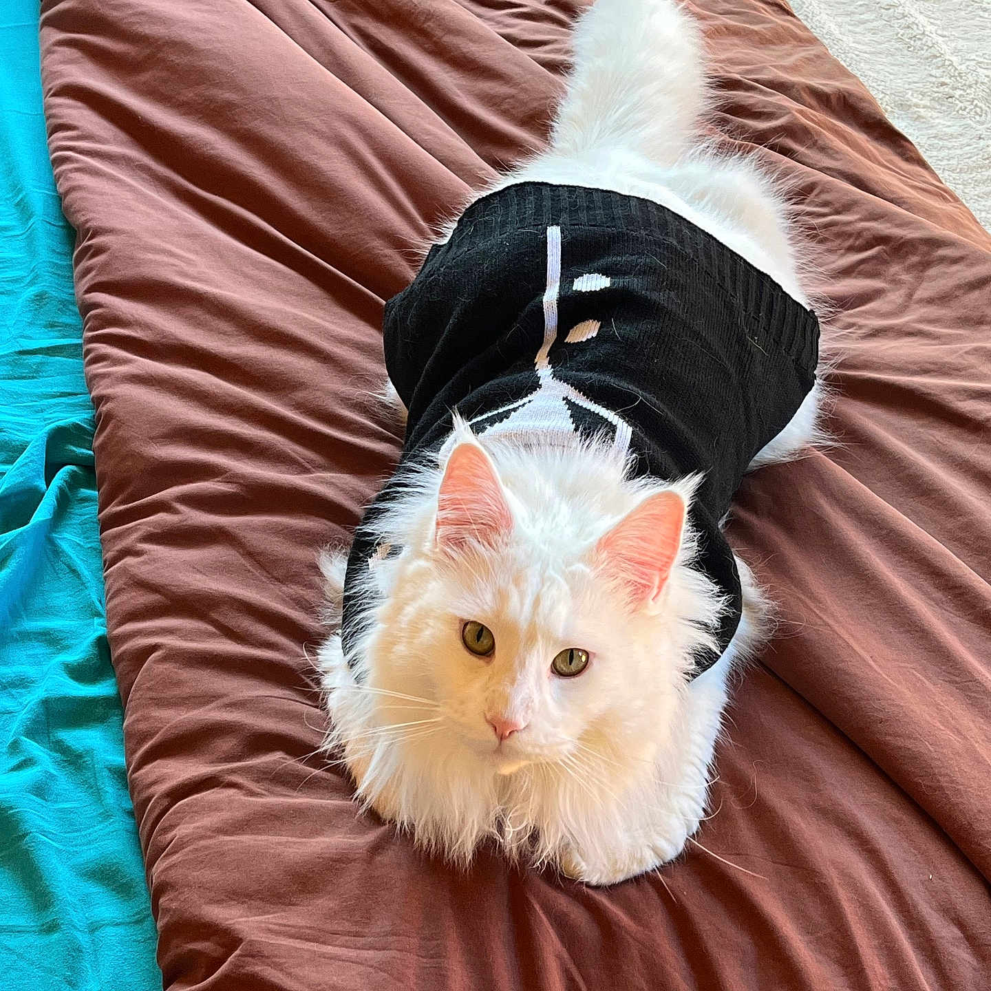 Rasta participe au concours pour gagner de l'argent avec cette photo : angora, animal, bed, bedroom, blanket, canine, cat, couch, cushion, dog, furniture, hardwood, homedecor, indoors, kitten, manx, pet, quilt, room, wood