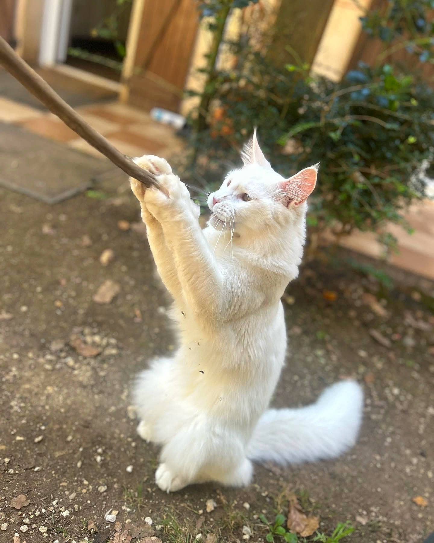 Rasta a rejoint le concours — aidez-le/la à gagner de superbes lots ! carnivore, cat, claw, domestic_short_haired_cat, fawn, felidae, fur, grass, mammal, paw, plant, road_surface, small_to_medium_sized_cats, snout, soil, tail, terrestrial_animal, vertebrate, whiskers, wildlife