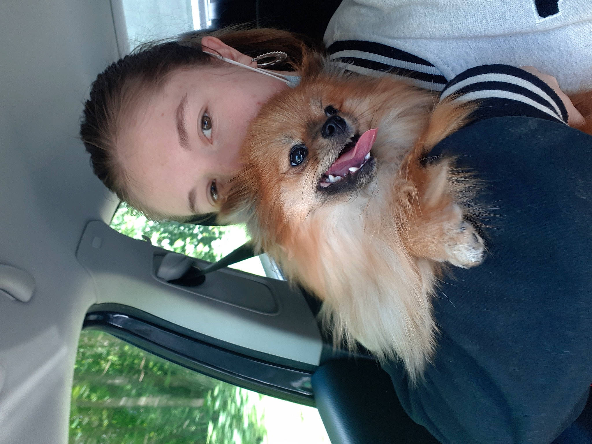 Udûn a rejoint le concours — aidez-le/la à gagner de superbes lots ! canidae, car, car_seat, carnivore, companion_dog, dog, dog_breed, fawn, fun, fur, gesture, happy, hat, lap, spitz, sporting_group, terrier, toy_dog, whiskers, windshield