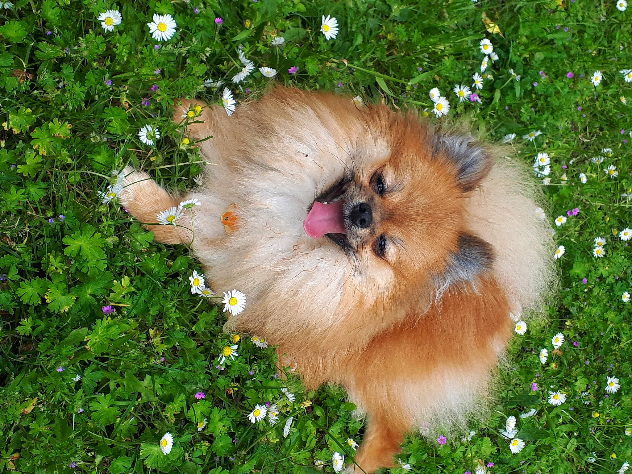 Udûn a rejoint le concours — aidez-le/la à gagner de superbes lots ! canidae, carnivore, companion_dog, dog, dog_breed, fawn, flower, fur, german_spitz, german_spitz_klein, german_spitz_mittel, grass, groundcover, liver, plant, snout, sporting_group, tree, whiskers, working_animal