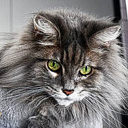 Sissi a rejoint le concours — aidez-le/la à gagner de superbes lots ! cat, fluffy, gray, green_eyes, whiskers, close_up, portrait, feline, animal, pet, cute, fur, indoor, mammal, face, long_hair, whisker, looking, domestic_cat, majestic