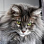 cat, fluffy, gray, green_eyes, whiskers, close_up, portrait, feline, animal, pet, cute, fur, indoor, mammal, face, long_hair, whisker, looking, domestic_cat, majestic