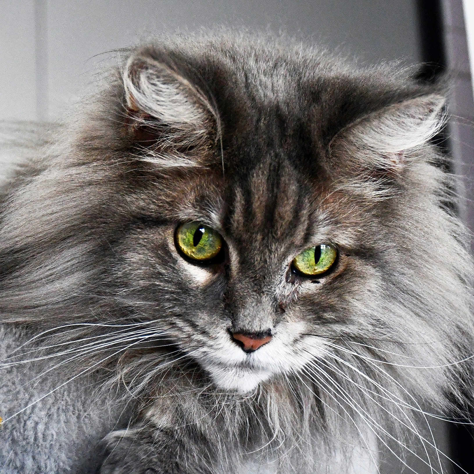 Sissi a rejoint le concours — aidez-le/la à gagner de superbes lots ! animal, cat, close_up, cute, domestic_cat, face, feline, fluffy, fur, gray, green_eyes, indoor, long_hair, looking, majestic, mammal, pet, portrait, whisker, whiskers