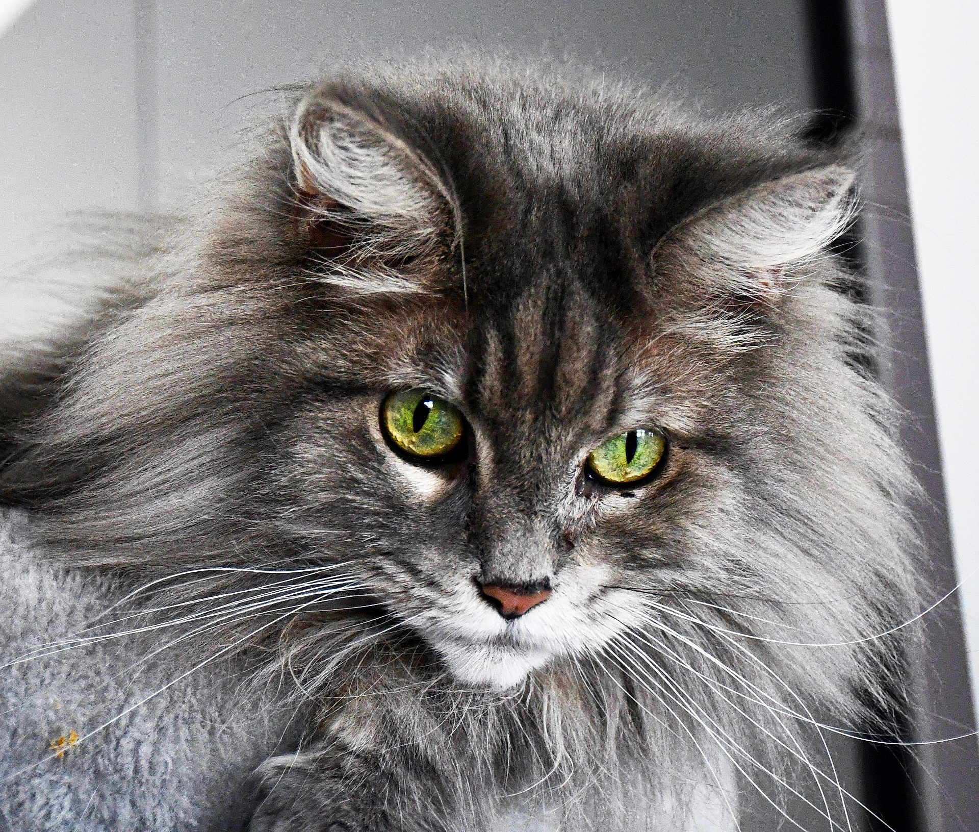 Sissi a rejoint le concours — aidez-le/la à gagner de superbes lots ! cat, fluffy, gray, green_eyes, whiskers, close_up, portrait, feline, animal, pet, cute, fur, indoor, mammal, face, long_hair, whisker, looking, domestic_cat, majestic