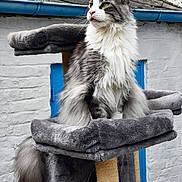 Timy a rejoint le concours — aidez-le/la à gagner de superbes lots ! cat, long_hair, gray_cat, white_cat, cat_tree, plush, feline, pet, sitting, outdoor, brick_wall, blue_door, whiskers, ears, tail, fur, animal, domestic_animal, looking_away, resting