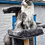 animal, blue_door, brick_wall, cat, cat_tree, domestic_animal, ears, feline, fur, gray_cat, long_hair, looking_away, outdoor, pet, plush, resting, sitting, tail, whiskers, white_cat