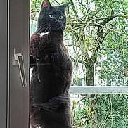 Nelson participe au concours pour gagner de l'argent avec cette photo : cat, black_cat, white_patch, glass_door, window_handle, standing, outdoor, tree, greenery, nature, curious, pet, animal, feline, balcony, daylight, whiskers, ears, tail, looking