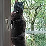 cat, black_cat, white_patch, glass_door, window_handle, standing, outdoor, tree, greenery, nature, curious, pet, animal, feline, balcony, daylight, whiskers, ears, tail, looking