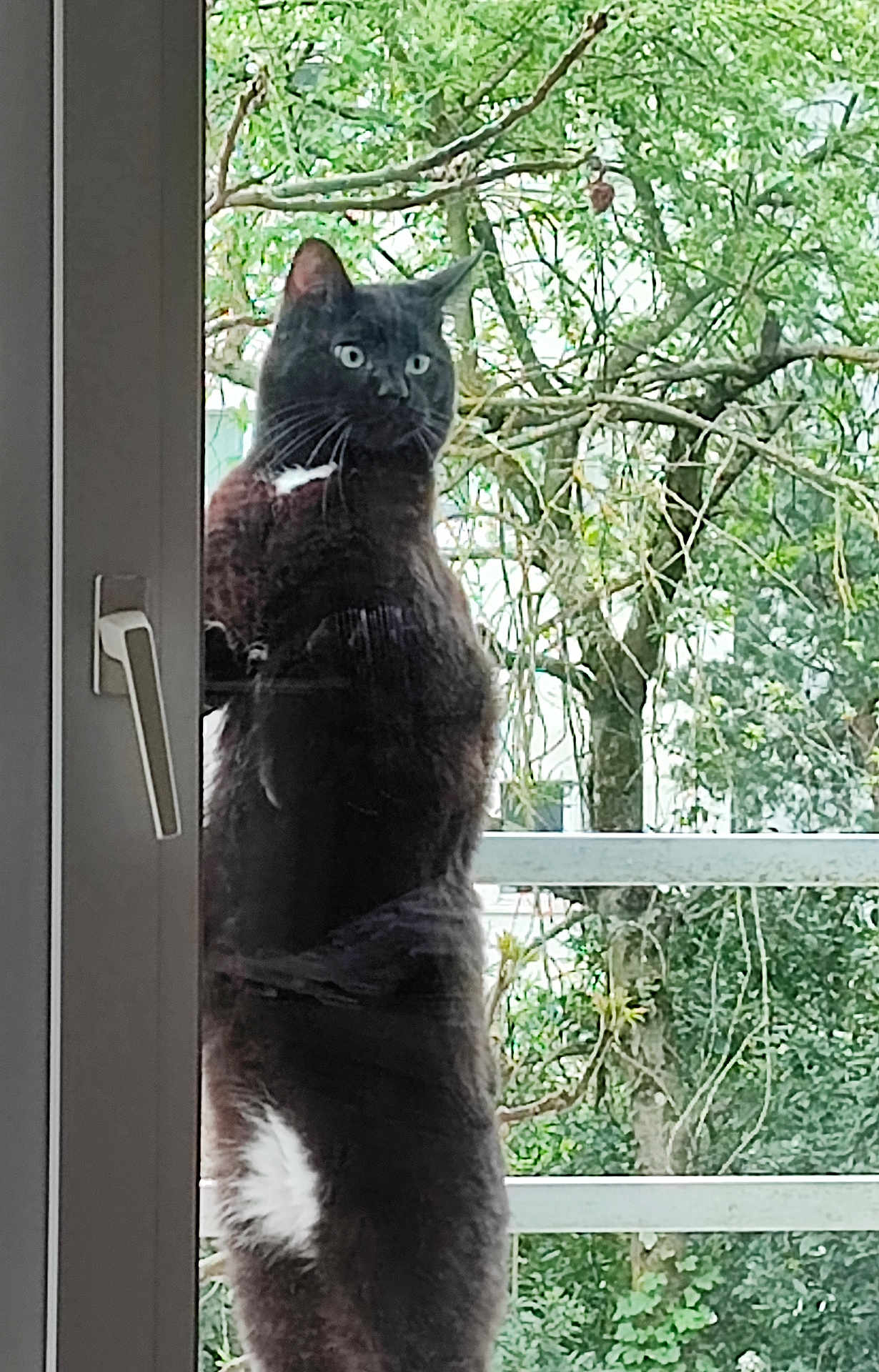 Nelson participe au concours pour gagner de l'argent avec cette photo : cat, black_cat, white_patch, glass_door, window_handle, standing, outdoor, tree, greenery, nature, curious, pet, animal, feline, balcony, daylight, whiskers, ears, tail, looking