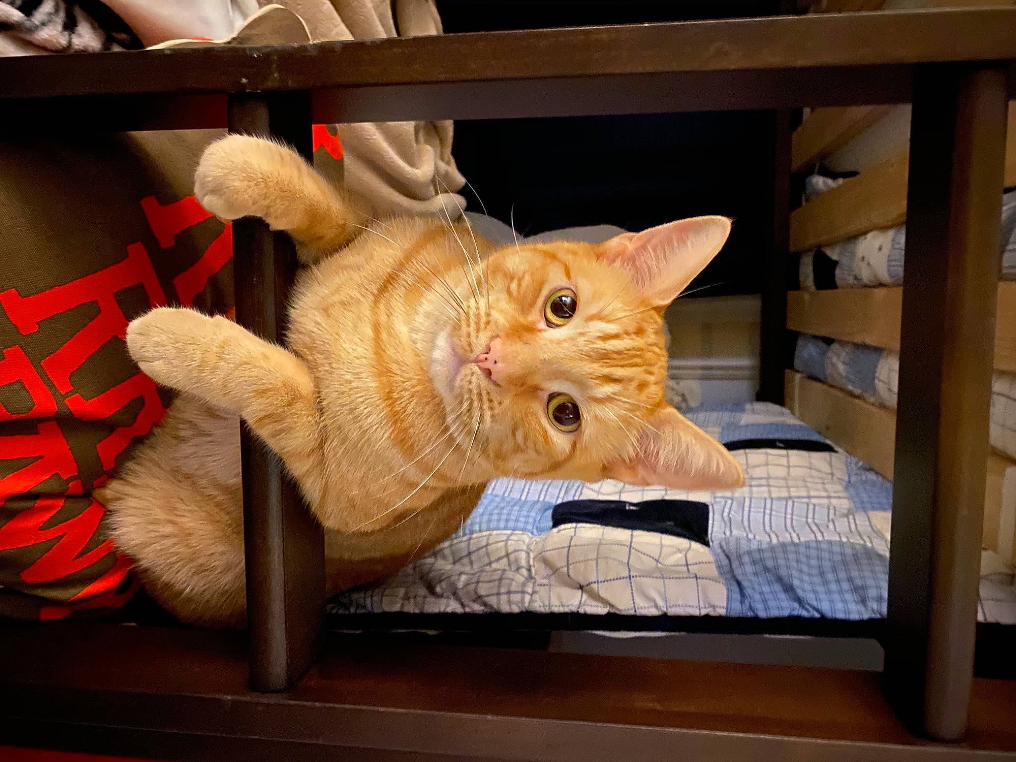 Mr. T joined the competition — help win amazing prizes! carmine, carnivore, carving, cat, claw, fawn, felidae, flesh, fur, hardwood, peach, pet_supply, room, scale_model, small_to_medium_sized_cats, snout, tail, terrestrial_animal, whiskers, wood