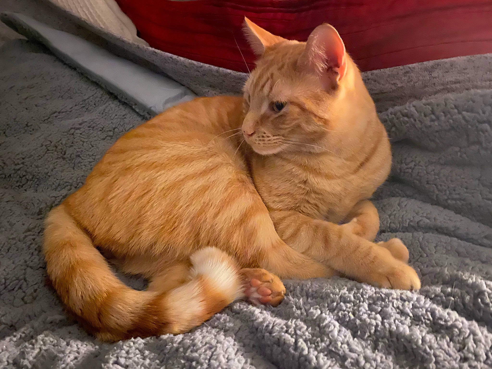 Mr. T joined the competition — help win amazing prizes! carnivore, cat, claw, comfort, domestic_short_haired_cat, fawn, felidae, foot, fur, nap, paw, small_to_medium_sized_cats, snout, tail, terrestrial_animal, whiskers, wildlife, wood, wrinkle