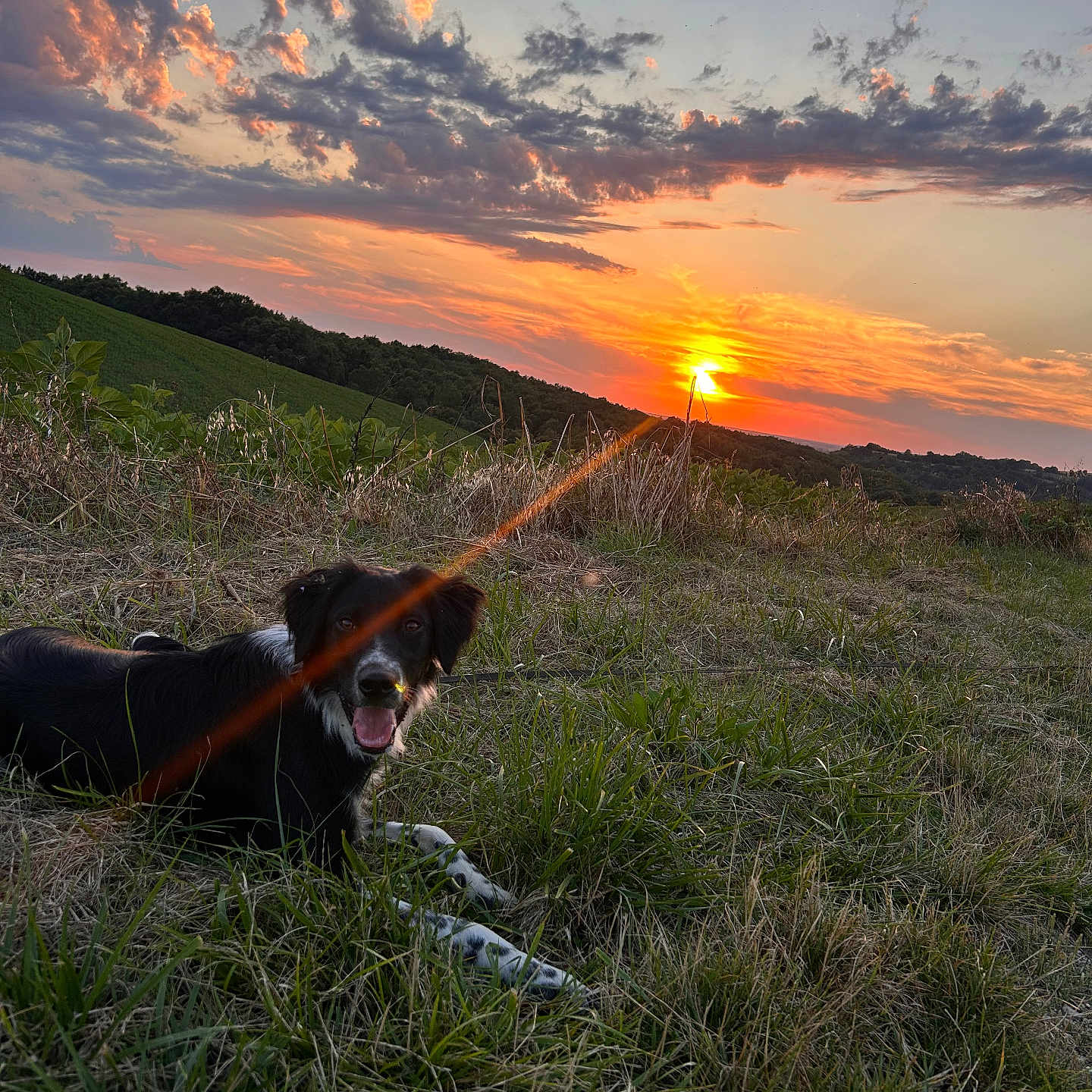 Upsa participe au concours pour gagner de l'argent avec cette photo : animal, canine, countryside, dog, field, grass, grassland, horizon, landscape, nature, outdoors, pet, plant, puppy, sky, sun, sunlight, sunrise, sunset, vegetation