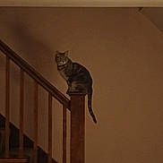 Esme joined the competition — help win amazing prizes! cat, staircase, wooden_post, indoor, pet, animal, feline, brown_wall, shadow, quiet, sitting, tail, home, cozy, domestic, dim_light, wood, railing, calm, still