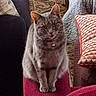 Esme is registered to the contest to win money with this photo: cat, gray_tabby, indoor, furniture, cushion, armrest, collar, bell, pet, seated, looking, closeup, cozy, patterned, textured, home, animal, whiskers, ears, eyes