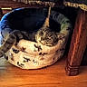 Esme joined the competition — help win amazing prizes! cat, tabby_cat, cat_bed, indoor, wooden_floor, furniture, cozy, resting, pet, animal, lazy, sleepy, patterned_bed, domestic_cat, fur, whiskers, ears, relaxed, home, comfort