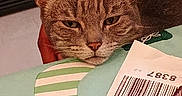 Esme joined the competition — help win amazing prizes! cat, animal, pet, feline, resting, face, ears, whiskers, pillow, barcode, text, indoor, closeup, cute, fur, striped, domestic, cozy, relaxed, looking