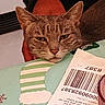 cat, animal, pet, feline, resting, face, ears, whiskers, pillow, barcode, text, indoor, closeup, cute, fur, striped, domestic, cozy, relaxed, looking