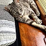 cat, gray_tabby, green_eyes, windowsill, wooden_surface, quilt, indoor, relaxed, pet, feline, close_up, resting, fur, paw, natural_light, home, cozy, domestic_animal, sleepy, animal