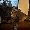 Rocky joined the competition — help win amazing prizes! brown_fur, cat, domestic_animal, ears, feline, fluffy, furniture, green_eyes, home, indoor, living_room, long_hair, lying_down, pet, portrait, relaxed, tabby_cat, television, whiskers, wooden_chest