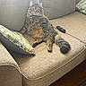 Rocky is registered to the contest to win money with this photo: animal, blanket, cat, couch, fluffy, furniture, home, indoors, living_room, long_hair, pet, pillow, portrait, remote_control, sitting, sofa, staring, tabby_cat, tail, whiskers