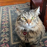 Rocky is registered to the contest to win money with this photo: animal_face, cat, collar, cozy, feline, fluffy, furniture, green_eyes, home, indoors, longhaired, name_tag, pet, portrait, rug, sitting, striped_fur, tabby_cat, whiskers, wooden_floor