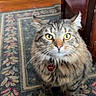 animal_face, cat, collar, cozy, feline, fluffy, furniture, green_eyes, home, indoors, longhaired, name_tag, pet, portrait, rug, sitting, striped_fur, tabby_cat, whiskers, wooden_floor
