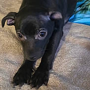 Squirt is registered to the contest to win money with this photo: dog, puppy, black_dog, pet, paws, blanket, towel, wide_eyes, close_up, cute, indoor, fur, face, nose, whiskers, portrait, looking_up, playful, cozy, bed