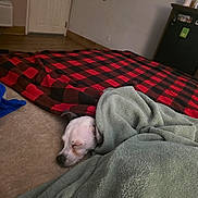 Squeaks is registered to the contest to win money with this photo: dog, sleeping, blanket, green_blanket, plaid_blanket, red_black_check, bed, floor, door, interior, small_dog, white_dog, nose, eyes_closed, carpet, cozy, nap, head, mini_fridge, curtains