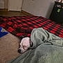 dog, sleeping, blanket, green_blanket, plaid_blanket, red_black_check, bed, floor, door, interior, small_dog, white_dog, nose, eyes_closed, carpet, cozy, nap, head, mini_fridge, curtains