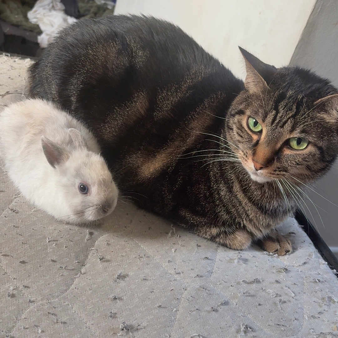 Simba participe au concours pour gagner de l'argent avec cette photo : animal, bunny, cat, closeup, companion, cute, domestic, floor, furry, green_eyes, indoor, mattress, pet, rabbit, relaxed, resting, small_animal, striped_fur, tabby_cat, white_fur