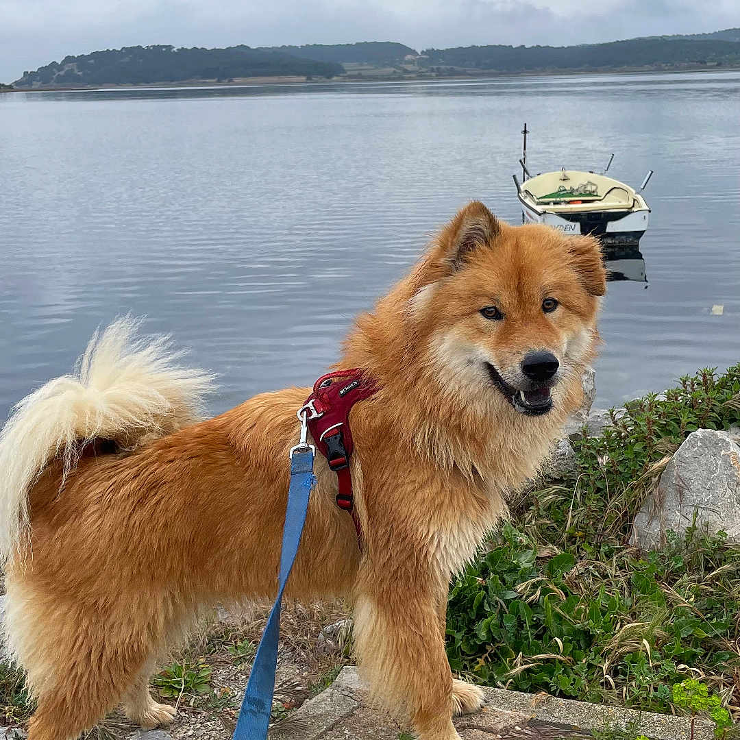 Uckha participe au concours pour gagner de l'argent avec cette photo : accessories, animal, boat, canine, chow, dog, husky, nature, outdoors, path, pet, rock, scenery, sea, strap, transportation, vehicle, walkway, water, waterfront