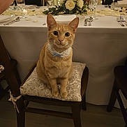Pioupiou participe au concours pour gagner de l'argent avec cette photo : cat, orange_cat, tabby, pet, animal, sitting, chair, dinner_table, formal_dining, restaurant, wedding_reception, tablecloth, floral_arrangement, flowers, place_settings, wine_glasses, plates, cutlery, indoors, portrait