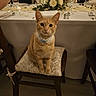 cat, orange_cat, tabby, pet, animal, sitting, chair, dinner_table, formal_dining, restaurant, wedding_reception, tablecloth, floral_arrangement, flowers, place_settings, wine_glasses, plates, cutlery, indoors, portrait