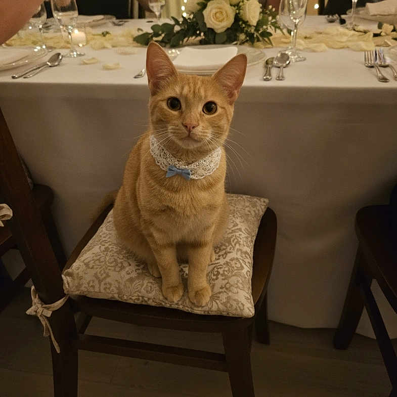 Pioupiou