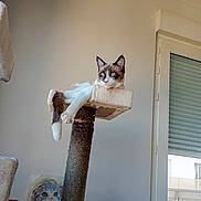 Stich participe au concours pour gagner de l'argent avec cette photo : cat, kitten, pet, animal, feline, blue_eyes, pointed_ears, white_fur, brown_fur, sitting, lounging, scratching_post, cat_tree, indoor, home, window, door, wall, cat_portrait, decorations