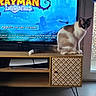 Stich participe au concours pour gagner de l'argent avec cette photo : cat, pet, animal, sitting, indoors, living_room, television, video_game, rayman, game_console, entertainment_center, furniture, cabinet, wood, patterned, window, door, tail, blue_eyes, portrait
