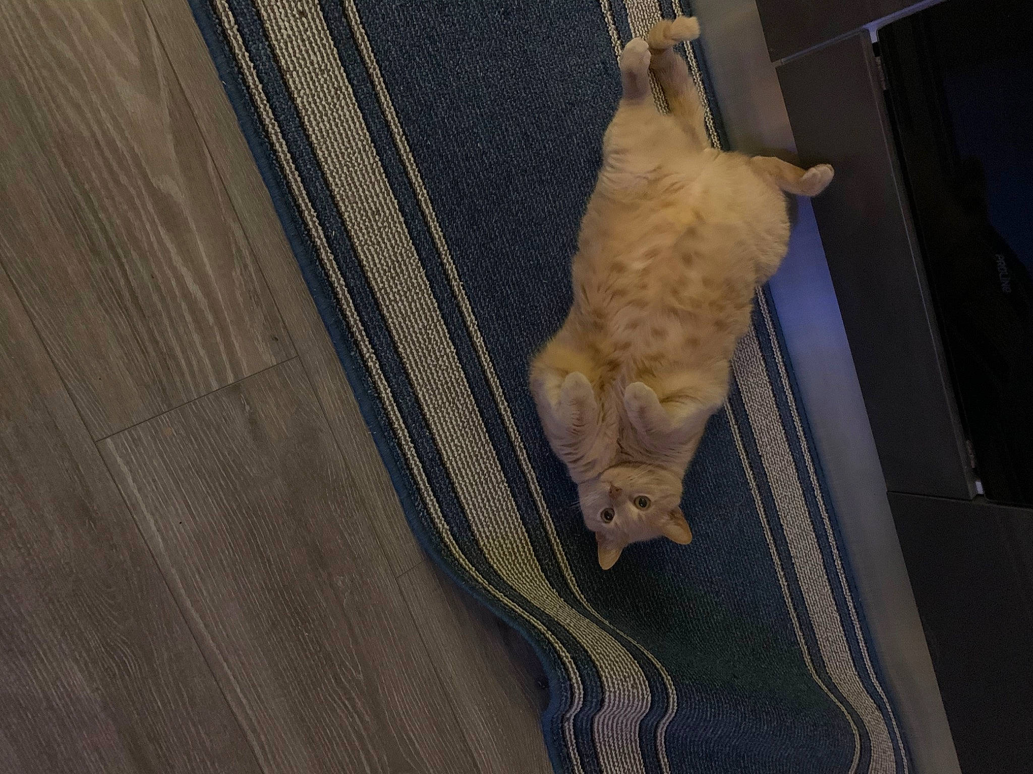 Clovis participe au concours pour gagner de l'argent avec cette photo : art, carnivore, cat, claw, domestic_short_haired_cat, fawn, felidae, flooring, fur, hardwood, linens, pattern, sculpture, small_to_medium_sized_cats, snout, tail, terrestrial_animal, whiskers, wood, wood_stain