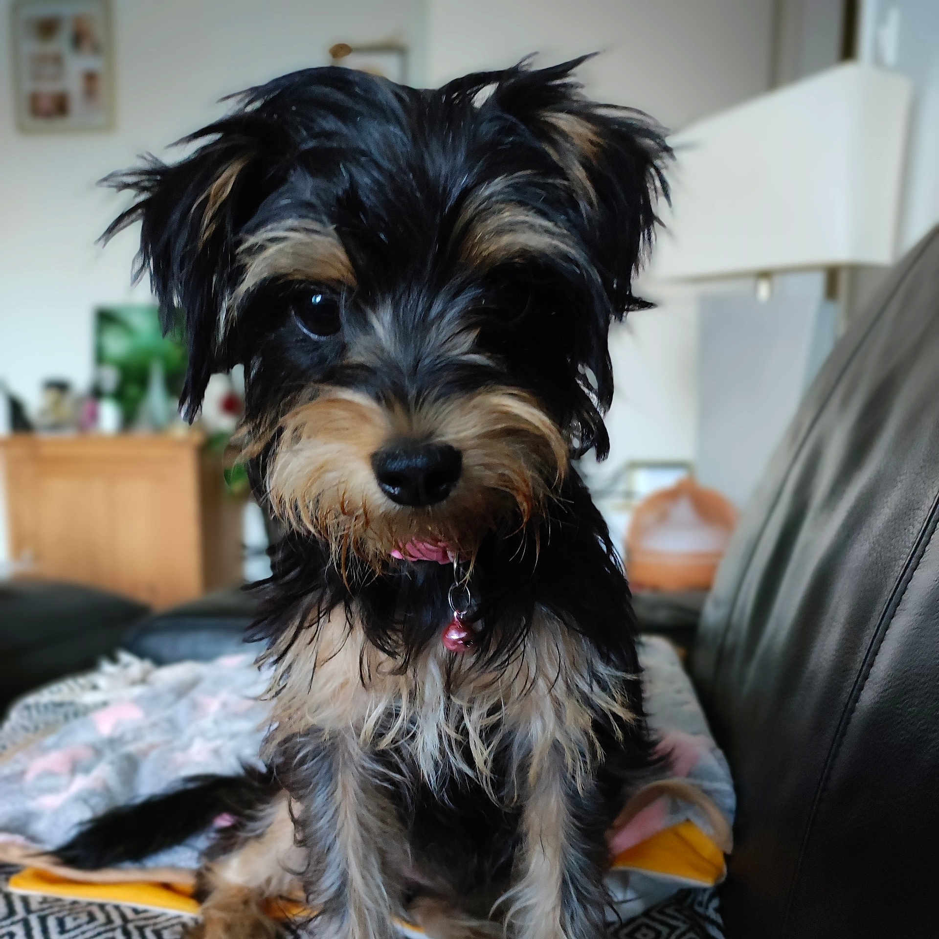 Upssy participe au concours pour gagner de l'argent avec cette photo : affenpinscher, animal, architecture, building, canine, chair, cockerspaniel, couch, cushion, dog, furniture, homedecor, indoors, livingroom, papillon, pet, poodle, puppy, room, terrier