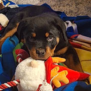 Rip is registered to the contest to win money with this photo: puppy, rottweiler, dog, toy, plush_toy, blanket, indoor, carpet, cute, pet, animal, lying_down, colorful, rope_toy, soft_toy, floor, young_dog, fur, eyes, cozy