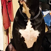 Tyson a rejoint le concours — aidez-le/la à gagner de superbes lots ! dog, black_and_white, chain_collar, indoor, sitting, attentive, pet, canine, floor, coat, clothing, door, household, animal, fur, paw, ears, nose, tongue, companion