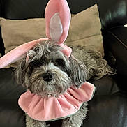 Nova joined the competition — help win amazing prizes! animal, black, bunny_ears, costume, cute, dog, fabric, fluffy, funny, furry, gray, indoor, leather_couch, pet, pink, portrait, relaxed, sitting, soft_toys, white_paws