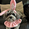 animal, black, bunny_ears, costume, cute, dog, fabric, fluffy, funny, furry, gray, indoor, leather_couch, pet, pink, portrait, relaxed, sitting, soft_toys, white_paws
